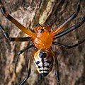 Dorsal view. Philippines.