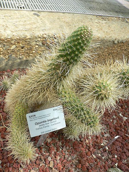 File:Opuntia bigelovii1.jpg