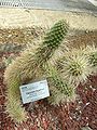 Teddy bear cholla, Opuntia bigelovii