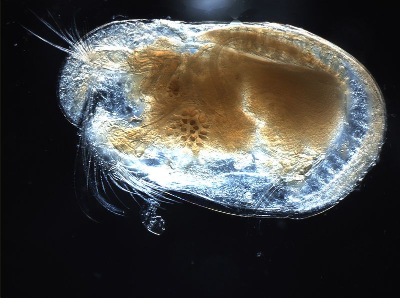 File:Ostracod.JPG