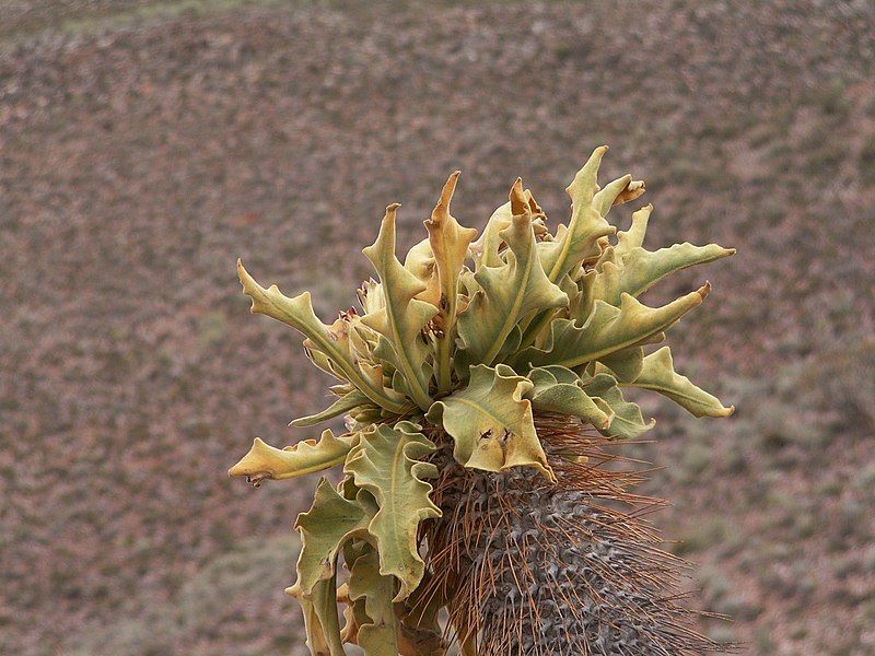 File:Pachypodium namaquanum PICT2661.JPG