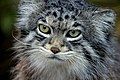 Pallas's cat