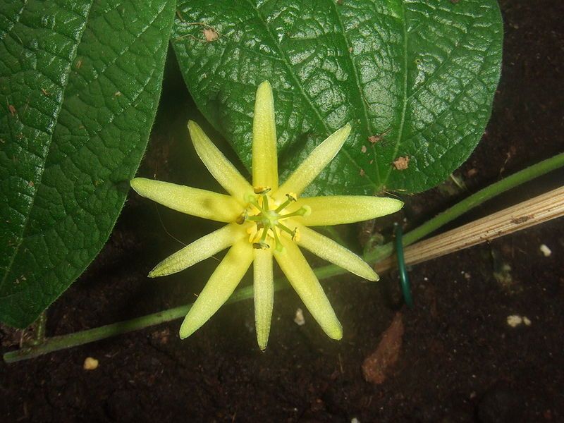 File:Passiflora citrina2.jpg