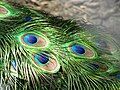 Image 26The brilliant iridescent colours of the peacock's tail feathers are created by Structural coloration. (from Animal coloration)