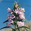 Flowers of Penstemon haydenii