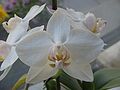 Phalaenopsis white cultivar close-up