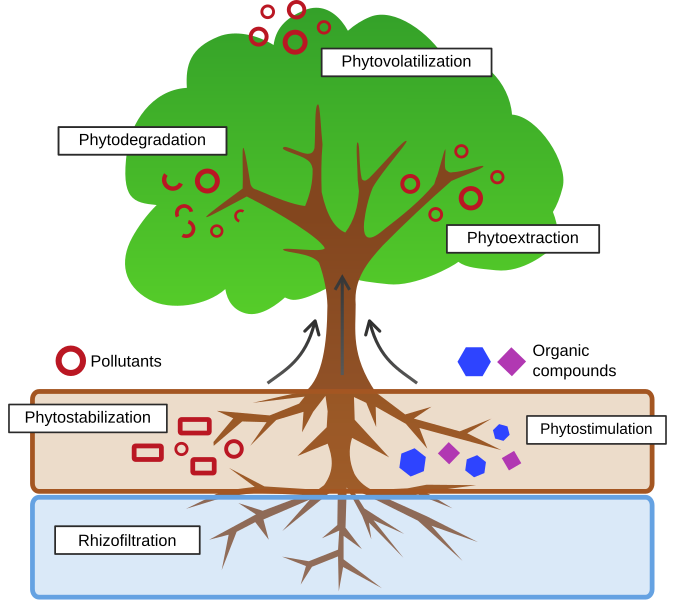 File:Phytoremediation Process.svg