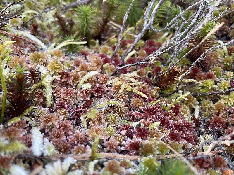 File:Pink Sphagnum capillifolium.jpg