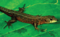 Common Stream Lizard (Potamites ecpleopus)