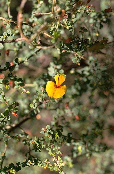 File:Pultenaea patellifolia.jpg