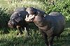 A pair of Pygmy hippopotami