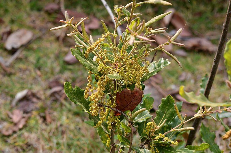 File:Quercus Sebifera.jpg