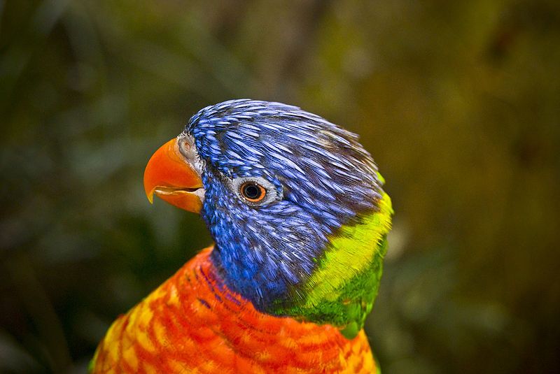 File:Rainbowlorikeet.jpg