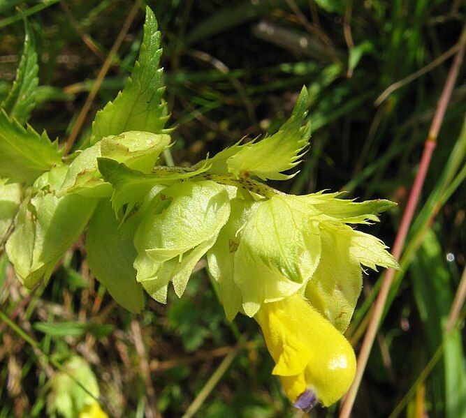 File:Rhinanthus angustifolius.jpeg