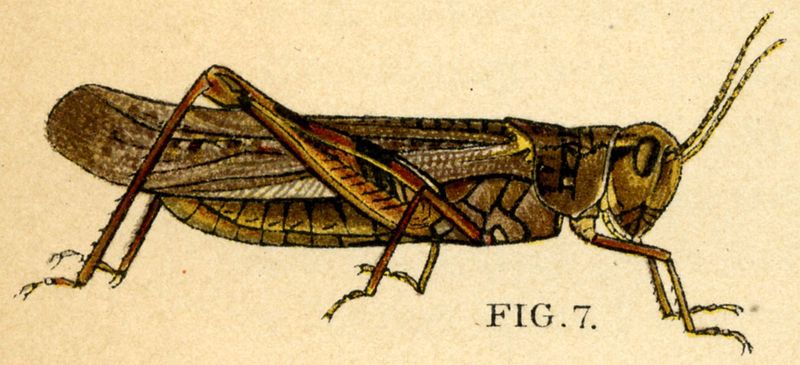 File:Rocky Mountain locust.jpg