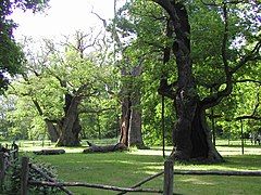 Ancient oaks in Rogalin