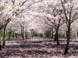 Yoshino Sakura at the Georgia International Horse Park