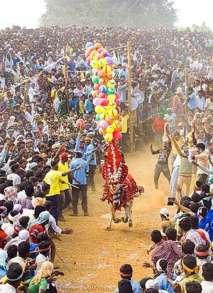 The Bull "Simhadriya Simha" in action at Hori Habba held at Shiralakoppa in 2016