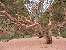 Gum at Simpsons Gap