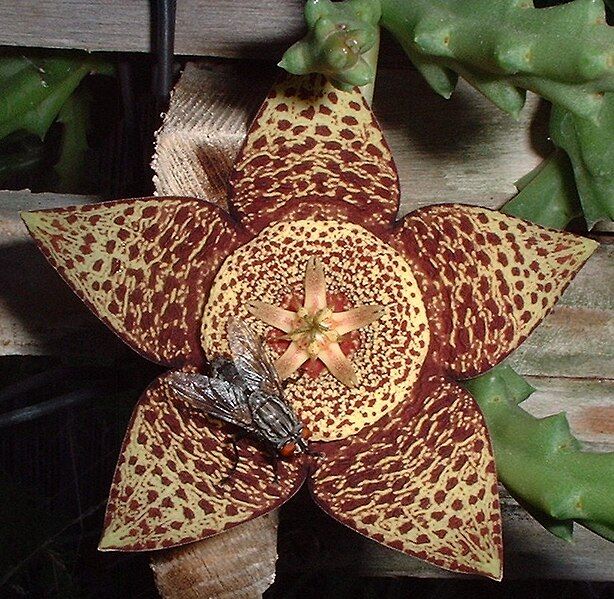 File:Stapelia lepida.jpg