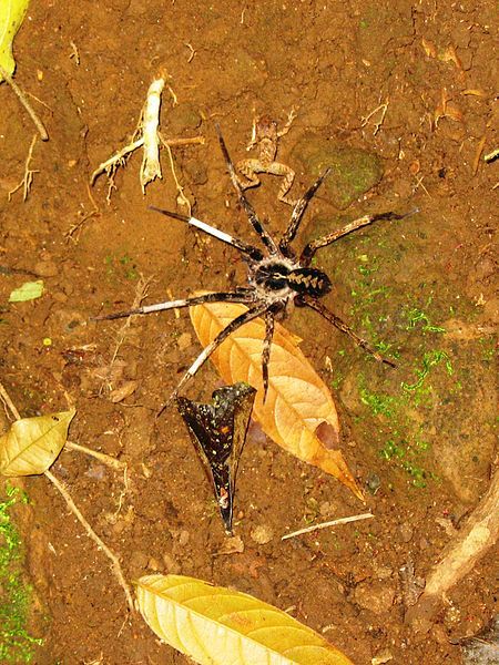 File:Tarantula & Frog.jpg