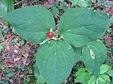 Trillium undulatum with fruit in New York on August 10, 2008