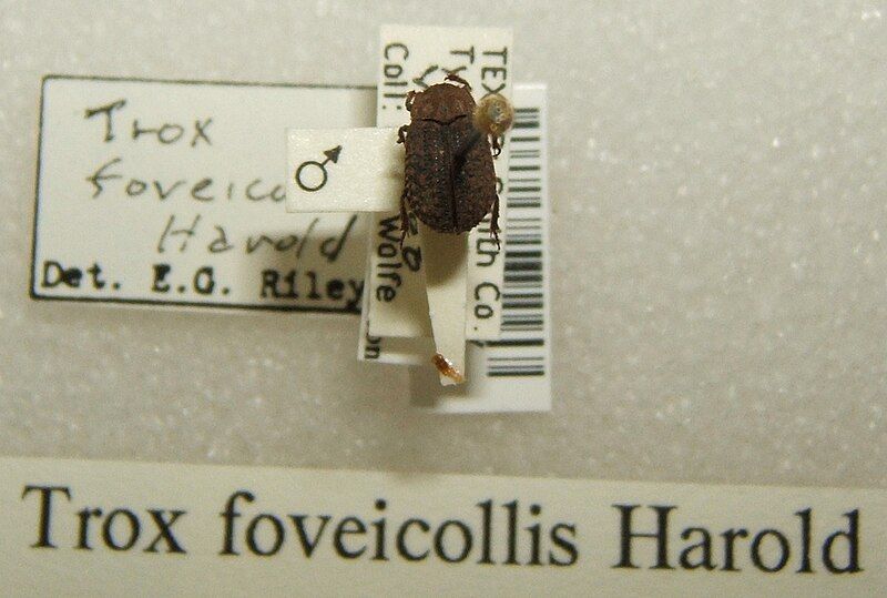 File:Trox foveicollis sjh.jpg