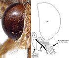 A photograph and diagram of the head of a tsetse illustrating the branched hairs of the antenna's arista