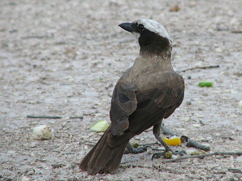 File:White-crowned Shrike.jpg