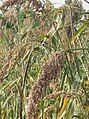 Ourembaya garden, sorghum