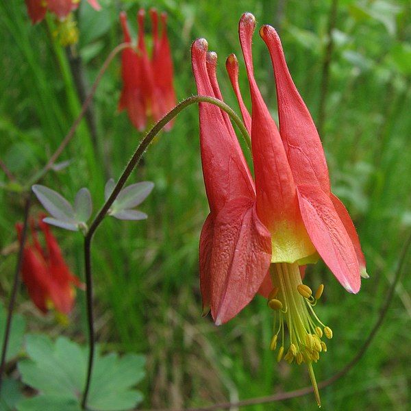 File:Wild Columbine.jpg