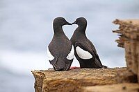 A couple of black guillemots