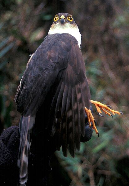 File:Accipiter ventralis 2.jpg