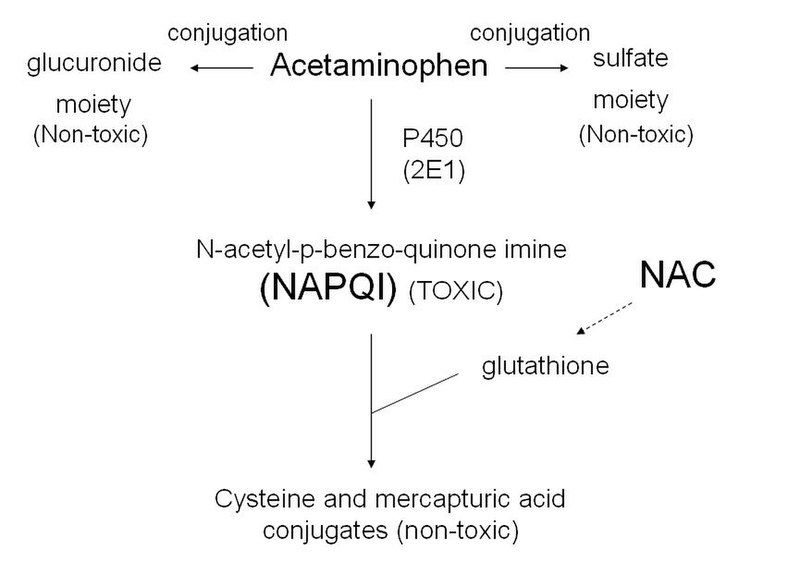 File:Acetaminophen metabolism.jpg