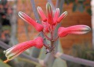 Close-up of flowers.