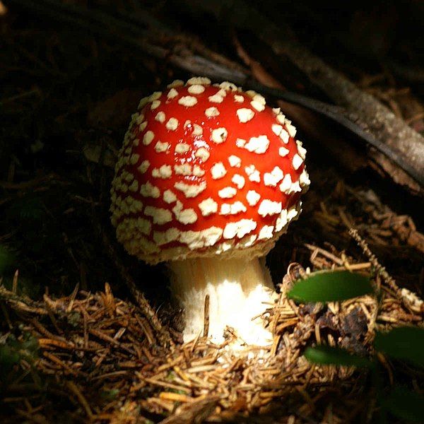 File:Amanita Muscaria (scaled).jpg