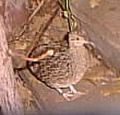 Andean Tinamou