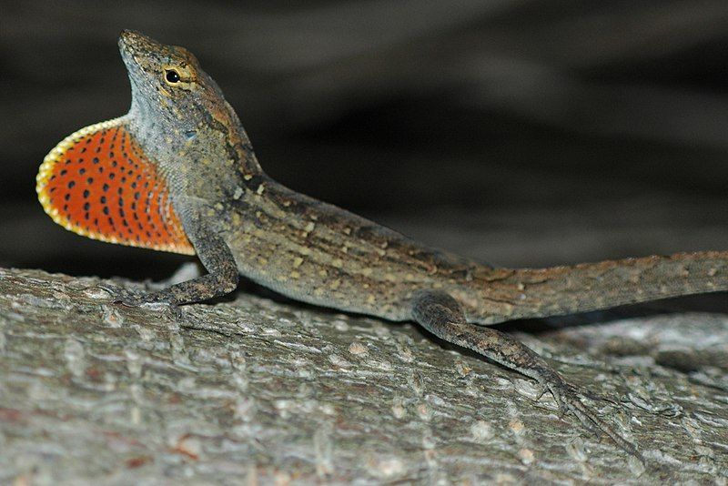 File:Anolis sagrei.jpg