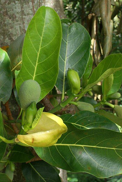 File:Artocarpus heterophylla flowers.JPG