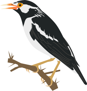 File:Asian Pied Starling.svg