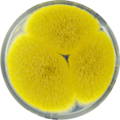 Aspergillus bertholletius growing on CYA plate