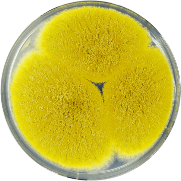 File:Aspergillus bertholletius cya.png