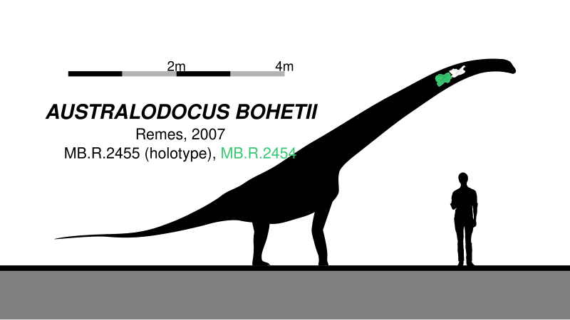 File:Australodocus Skeletal V2.svg