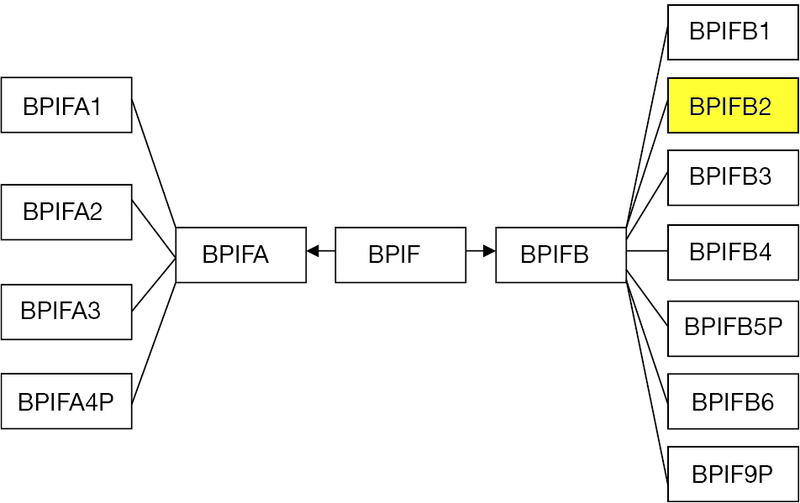 File:BPIFfamily-BPIFB2.png