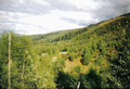 A picture of the forests above Balnain in 1999.[2]