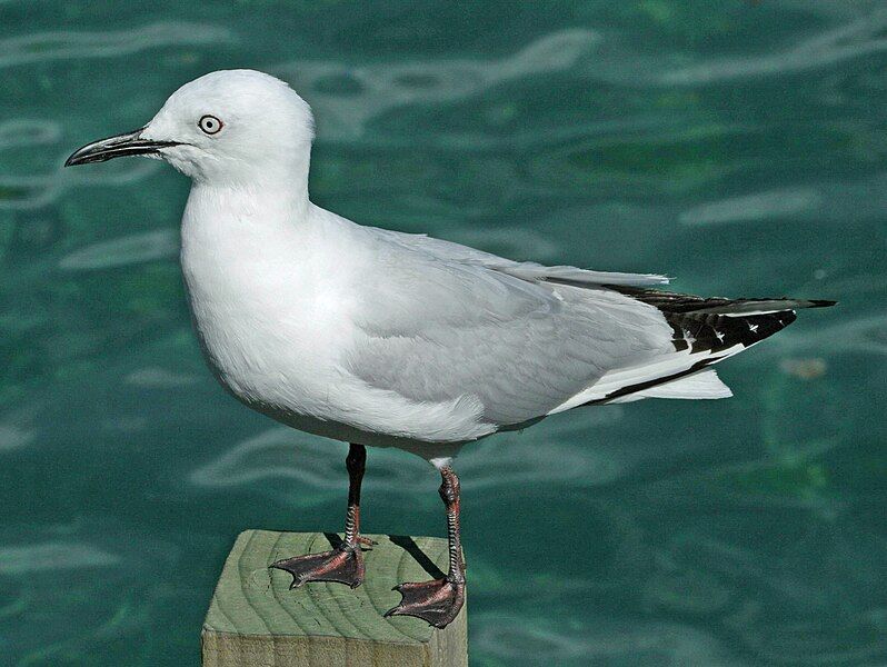 File:Black-billed Gull RWD.jpg