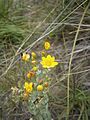 Blackstonia perfoliata