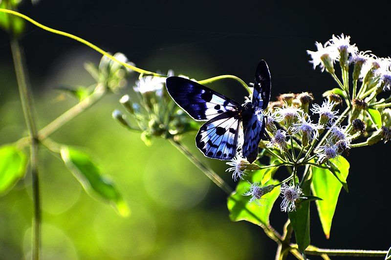 File:Blue Tiger Moth1.jpg