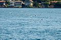 Pack of swimmers at the 2016 Swim.