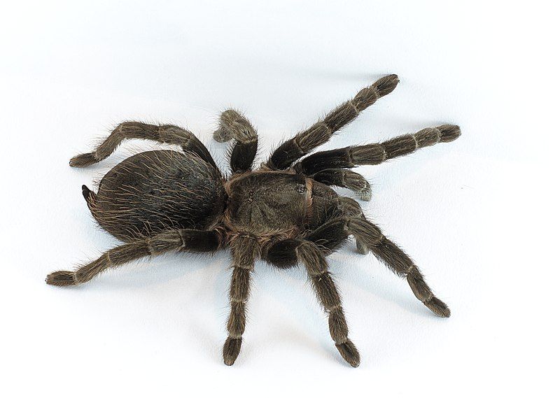 File:Brachypelma vagans p1.jpg